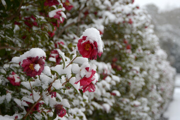 雪の椿