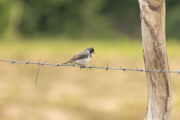bird