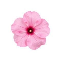 Fototapeta premium Close-up image of a single, light pink hibiscus flower against a cut out background.