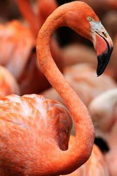 Pink Flamingo Close Up