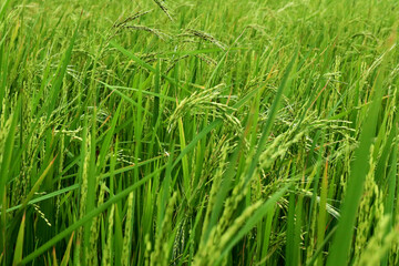 Fototapeta premium rice plants in rural Indonesia