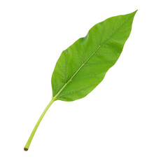 Obraz premium Closeup image of a single, vibrant green leaf isolated on a cutout background.