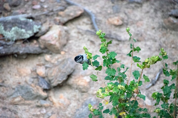 Mountain Chickadee in a bush