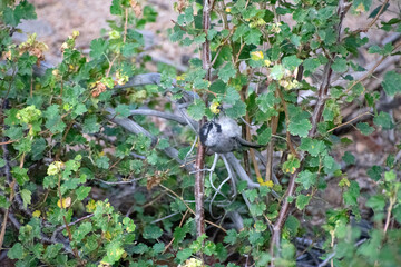 Mountain Chickadee in a bush