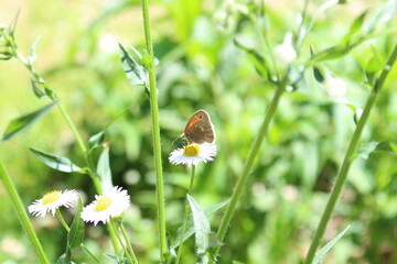 brown butterfly on white flower