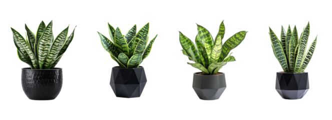 Snake plant (Sansevieria) in a modern geometric black pot set 