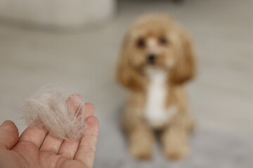 Woman with pet's hair and dog indoors, selective focus. Space for text