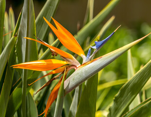 Beautiful Bird of paradise flower Hawaii