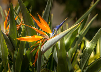 Beautiful Bird of paradise flower Hawaii