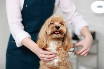 Woman cutting dog's hair with scissors indoors, closeup. Pet grooming