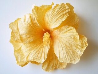 Naklejka premium Dried Yellow Hibiscus Flower Close Up