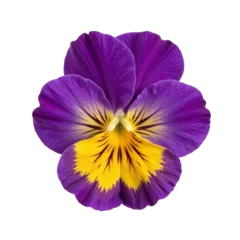 Gordijnen Close-up image of a single pansy flower with purple and yellow petals, isolated on a cut out background. © Andrey