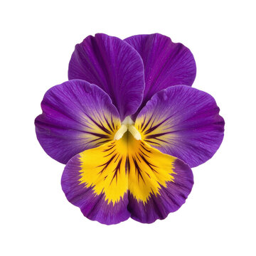 Close-up image of a single pansy flower with purple and yellow petals, isolated on a cut out background.
