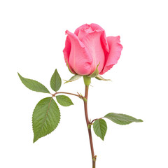 Closeup of a single pink rose with green leaves against a cutout background.