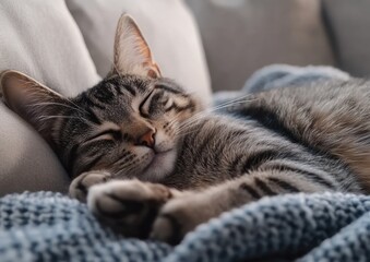 A tabby cat peacefully sleeps nestled in a soft blanket