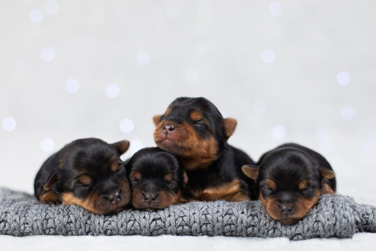 newborn puppies,little puppies,dogs,purebred,black pets,yorkshire terrier screensaver,banner,sleeping dogs,veterinary medicine concept,pet products,4 dogs - Powered by Adobe
