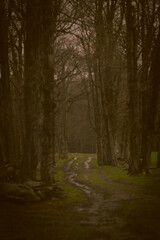 Dark Mossy dirt Driveway Background
