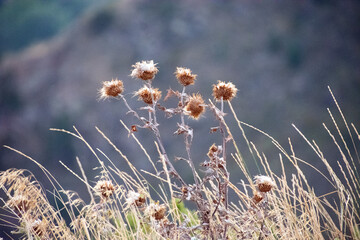 Dried thistles in Colorado wilderness