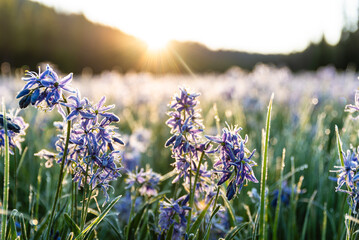 Sunrise Over Frosty Purple Wildflowers
