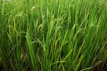 close up of light green rice