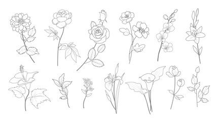 Dahlia, peony, rose, camellia, orchid, lily, hibiscus, forget-me-not, iris, calla. Bud, stem, leaves. line style garden flowers graphic sketches isolated set for use in design on any color background.