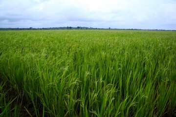 rice plants in rural Indonesia