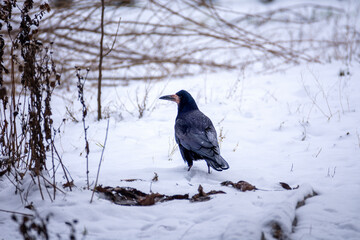 A black shiny crow walks through the snow in search of food. Birds in the winter city.