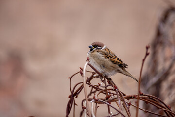 Small sparrows hide from danger in the thickets of lemongrass on a cold winter day. Birds in the winter city.