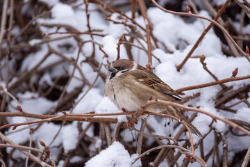 Small sparrows hide from danger in the thickets of lemongrass on a cold winter day. Birds in the winter city.