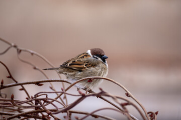 Small sparrows hide from danger in the thickets of lemongrass on a cold winter day. Birds in the winter city.