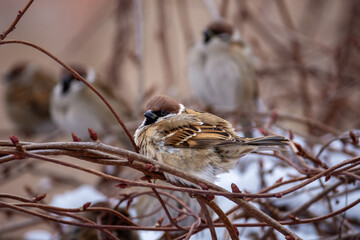 Small sparrows hide from danger in the thickets of lemongrass on a cold winter day. Birds in the winter city.