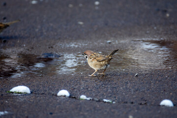A cute little sparrow bathes in a puddle of water in winter. Birds in the winter city.