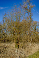 Winterwanderung in den Isarauen im Mündungsgebiet