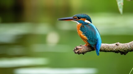 Stunning Kingfisher Perched on a Branch, A Vibrant Display of Nature's Beauty