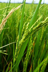 close up of light green rice