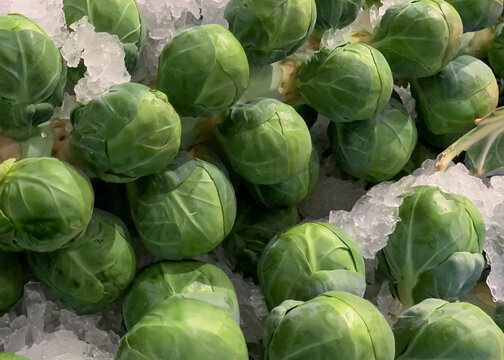 Fresh Brussels sprouts still on the stem for sale on ice