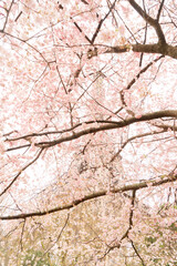 eiffel tour and from Trocadero, Paris