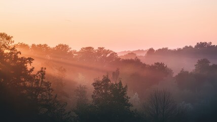 Fototapeta premium A serene sunrise casts warm hues over a misty forest, highlighting the silhouettes of trees in soft morning light.