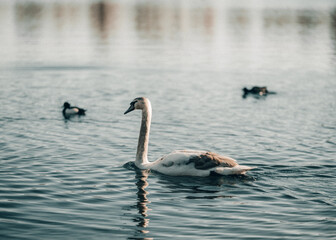 swan and ducks
