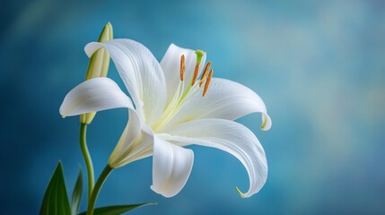 Stunning Close-up of a Majestic White Lily, Capturing the Essence of Spring's Gentle Beauty