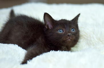 a small kitten with dark brown fur and blue eyes. He is lying on a soft white blanket, which creates a warm and cozy atmosphere.  