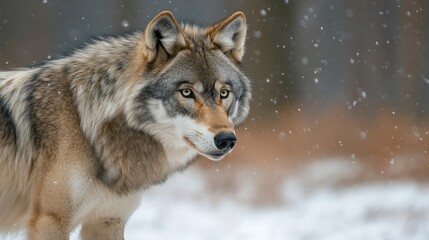 Majestic Wolf in a Winter Wonderland: A Powerful Portrait of a Wild Animal in the Snowy Forest