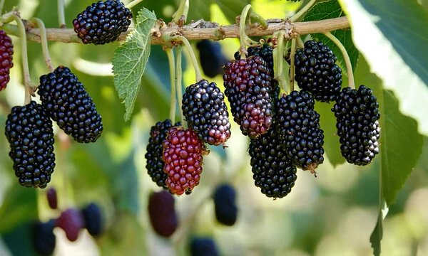mulberry tree branch at sunset view video 