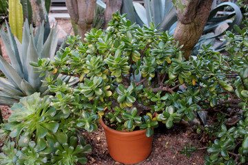 Crassula succulent
