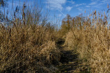 Fototapeta premium Winterwanderung in den Isarauen im Mündungsgebiet
