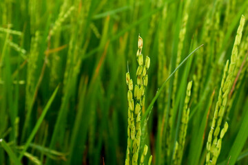 Obraz premium close up of light green rice