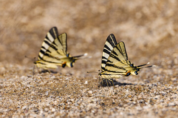 Iphiclides podalirius is a butterfly from the Otakaridae family. Inhabits warm regions
