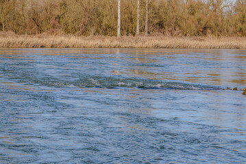 Winterwanderung in den Isarauen im Mündungsgebiet