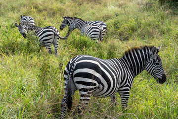 Zebra into wilderness at Serengeti National Park Tanzania