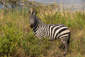Zebra into wilderness at Serengeti National Park Tanzania